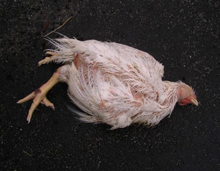 What to Do with Your Deceased Chickens: Proper Disposal Methods.