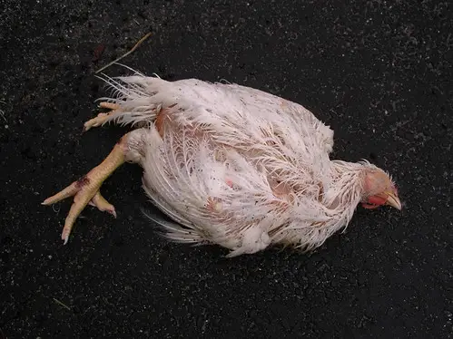 Understanding the Possible Causes of Sudden Chicken Deaths in Your Backyard.