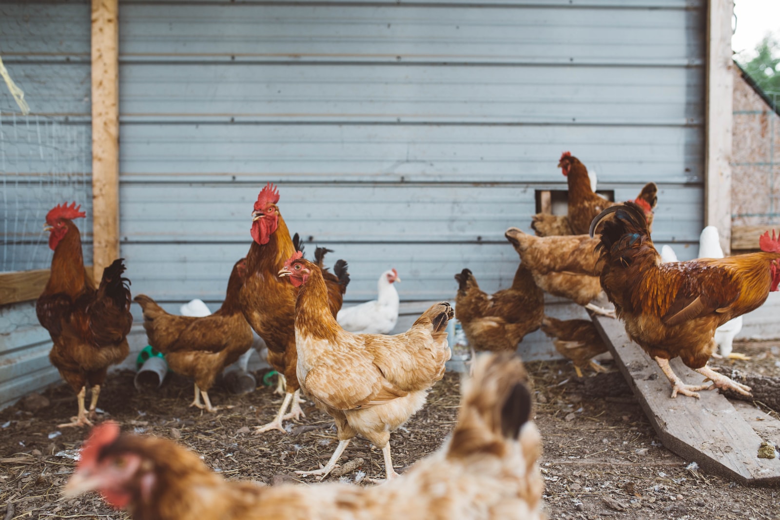 Raising Chickens? Things to know before you start.