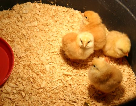 Managing Allergies with Indoor Chicks: Tips and Tricks.