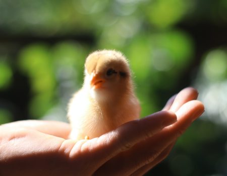 Do Chicks Chirp for Attention? Understanding Your Chick's Noises.