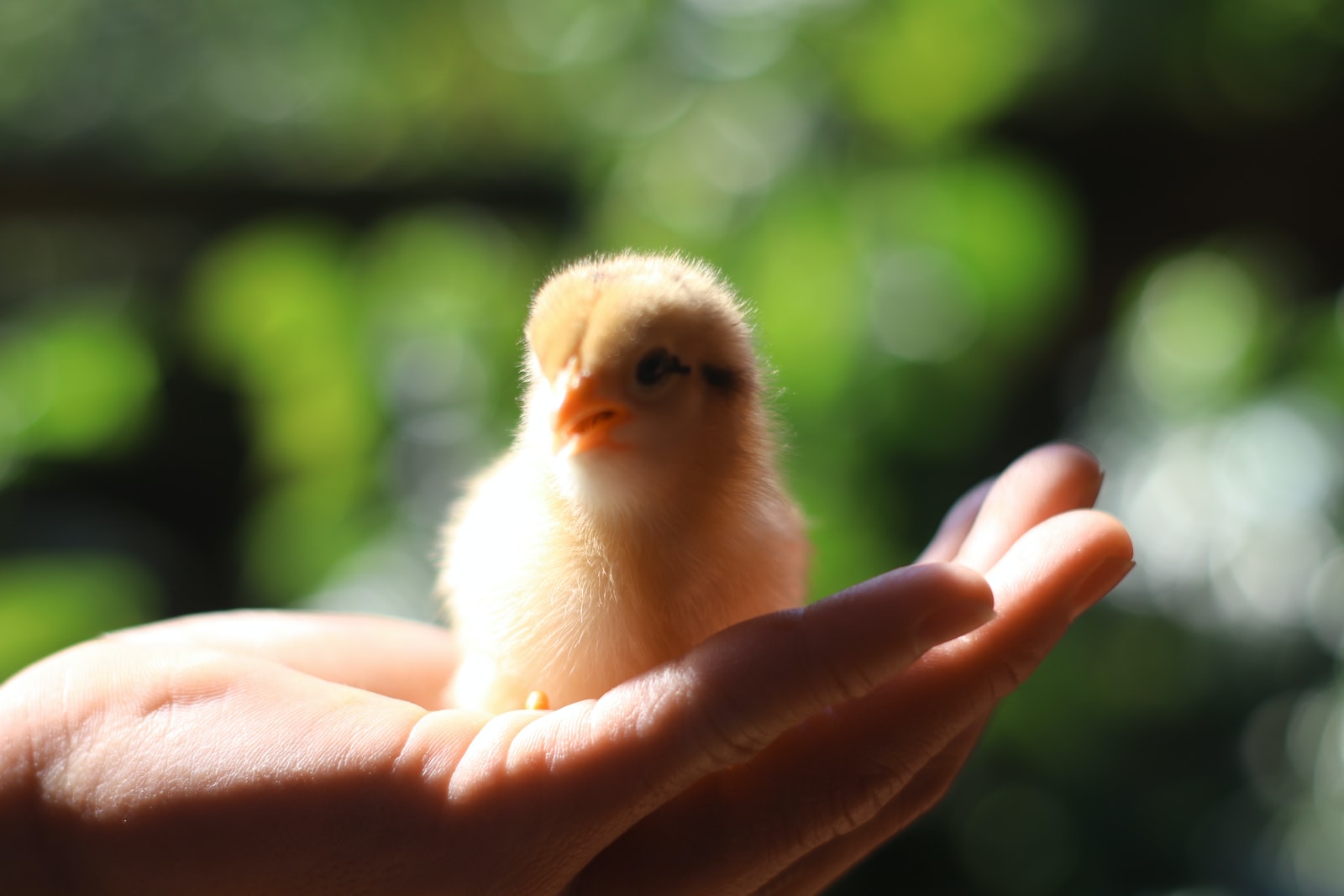 Do Chicks Chirp for Attention? Understanding Your Chick’s Noises.
