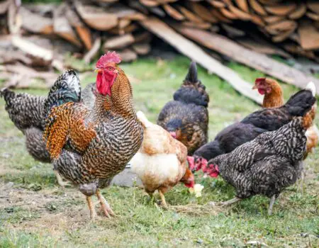 Flock Size Limitations? Finding the Perfect Combination of Hens for Your Backyard Flock.