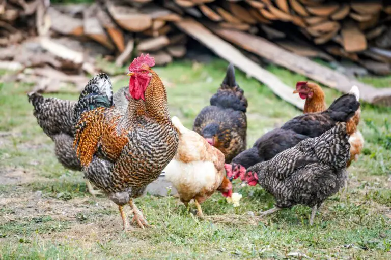 Introducing a Rooster to a Flock of Hens: Tips and Tricks.