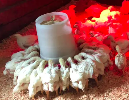 When to Provide Grit to Baby Chicks:
