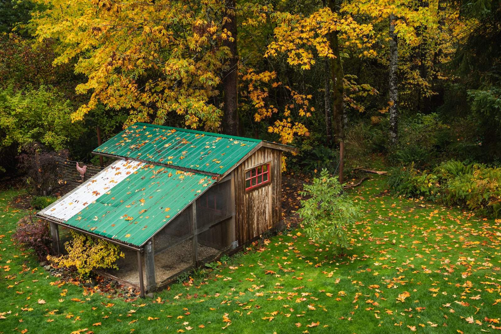 The Benefits of Housing Your Chickens in a Treed Area.