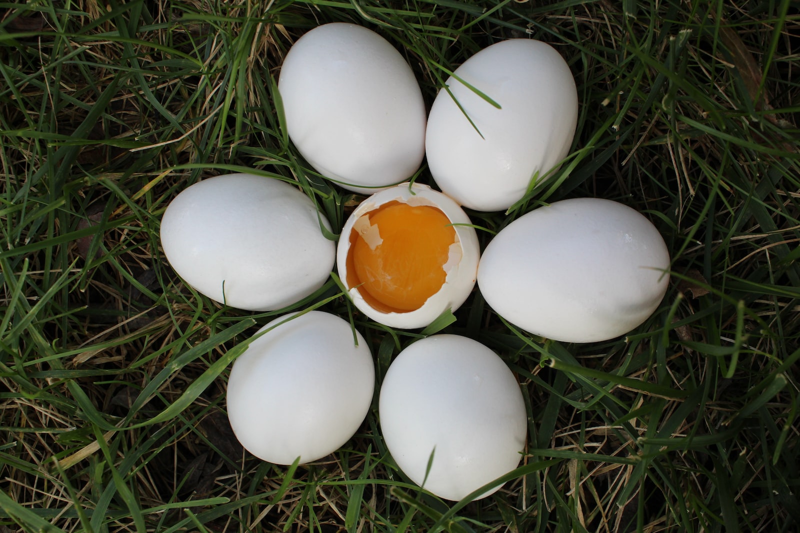 How to Get Vibrant Egg Yolks: Tips for Chicken Owners.
