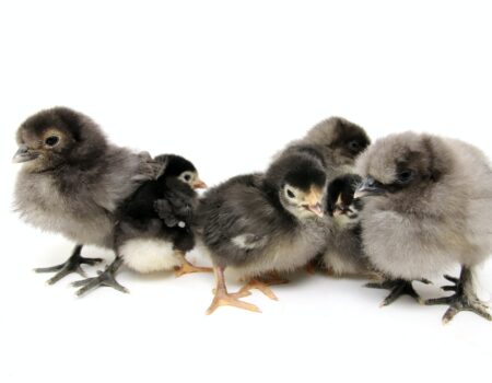 Why do people think chicks from hatcheries can’t eat anything else?