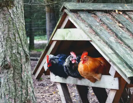 In this article, I'll discuss some of the most common mistakes to avoid when starting a chicken flock.