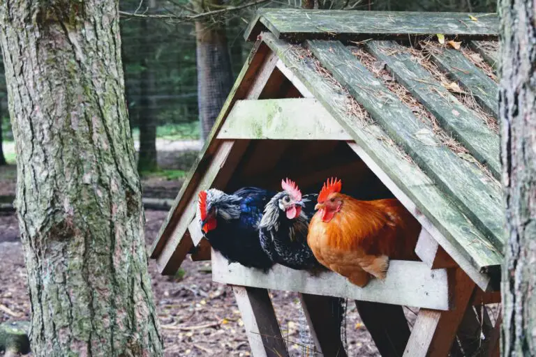 Top 10 Mistakes to Avoid When Raising Chickens: Tips for New Chicken Owners.