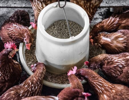 What’s the Best Way to Store Chicken Feed?