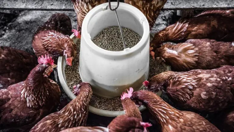 5 Low-Cost Ways to Supplement Chicken Feed