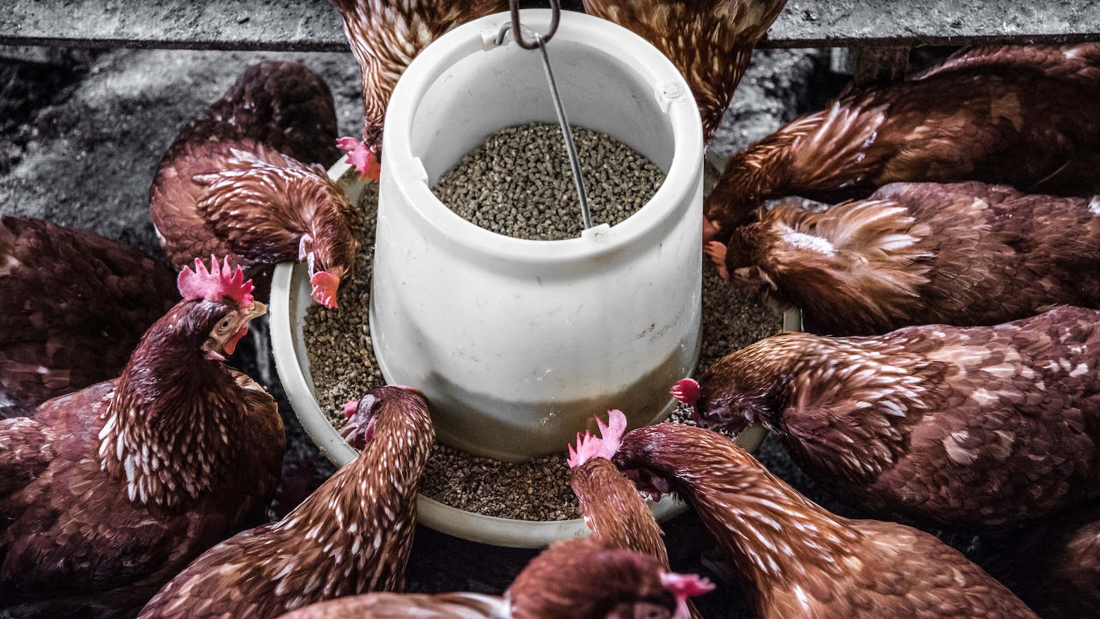 What’s the Best Way to Store Chicken Feed?