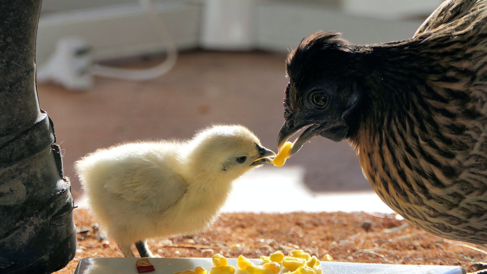 yellow chick and brown hen