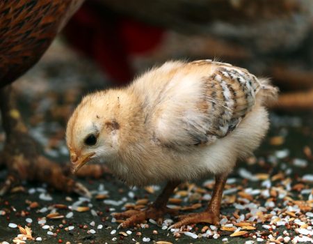 When to Switch from Baby Chick Crumbles: A Guide for Poultry Owners.