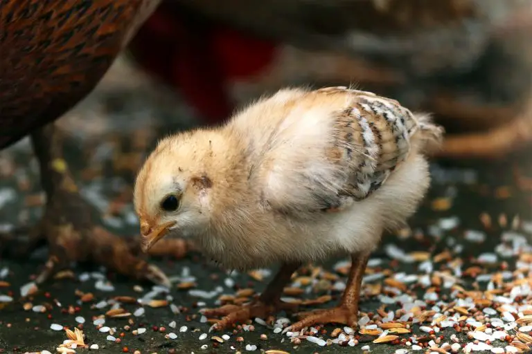 When to Switch from Baby Chick Crumbles: A Guide for Poultry Owners.
