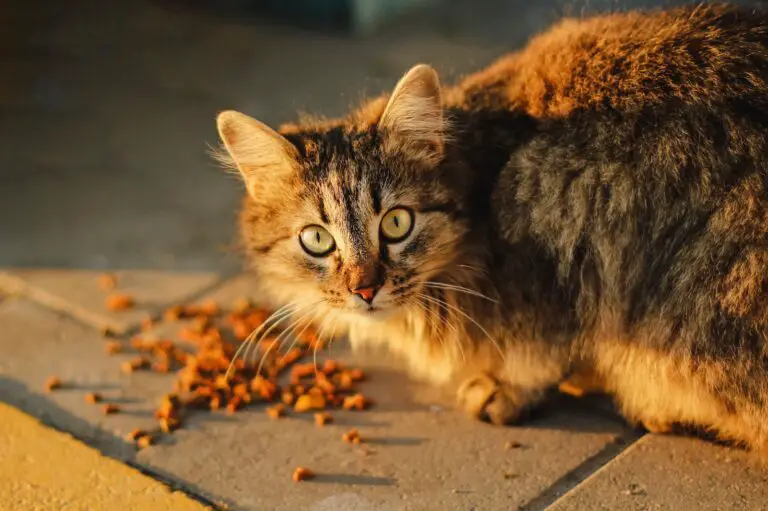 Is Cat Food Good for Chickens? Discover What They Like and What to Watch Out For.