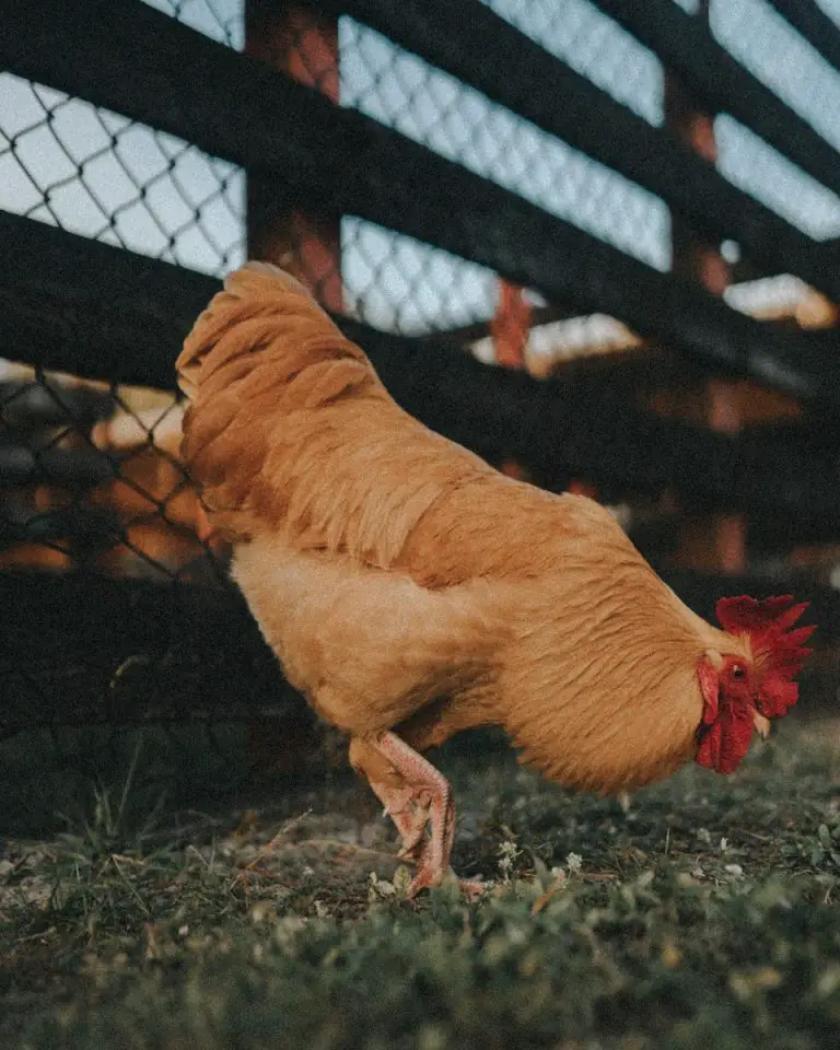 Why is My Chicken Acting Drunk? Common Causes and Solutions.