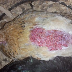 Must-Haves for a Small Chicken First Aid Kit: A Guide for Backyard Chicken Keepers.