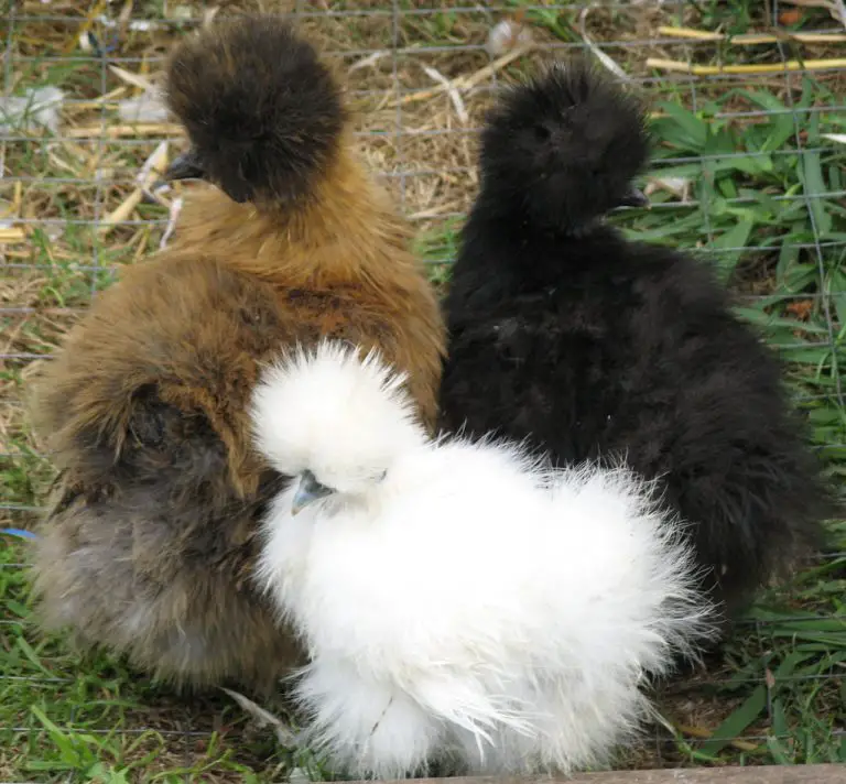 Bantam Chicken Size Comparison: Which Breed is Best for Your Backyard?