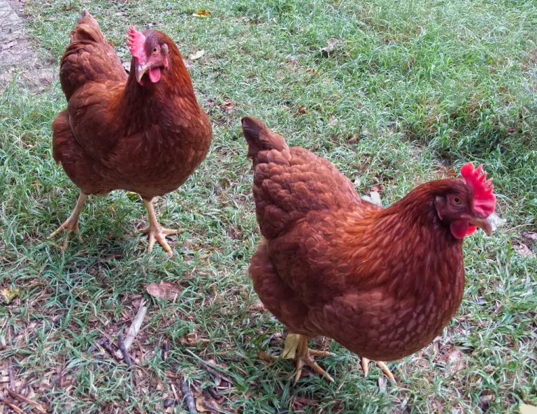 Full Grown Rhode Island Red Hen vs Rooster: Key Differences to Know.