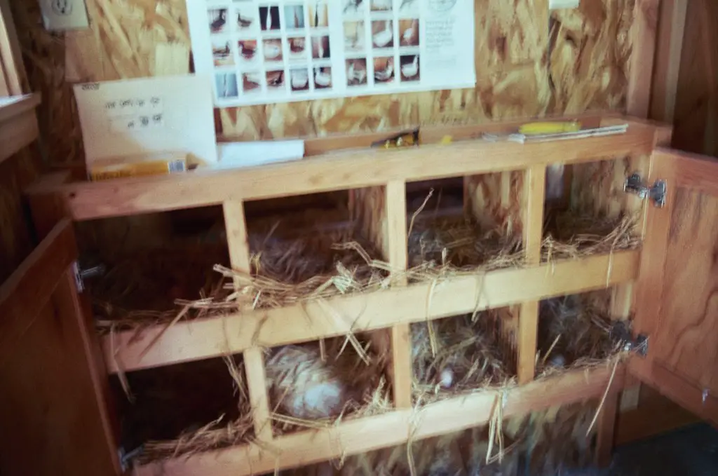 how high should a chicken nesting box be