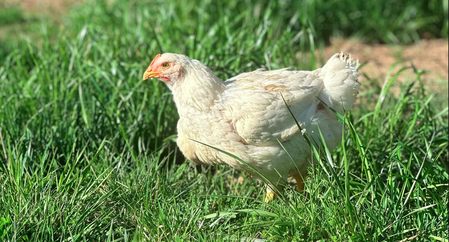 Raising Cornish Cross on Pasture: A Guide to Healthier and Tastier Chicken.