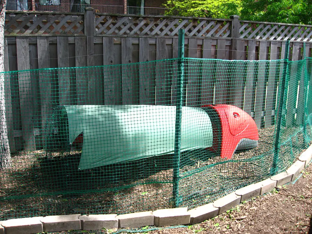 Everything You Need to Know About Chicken Run Enclosures: Types, Pros, and Cons.
