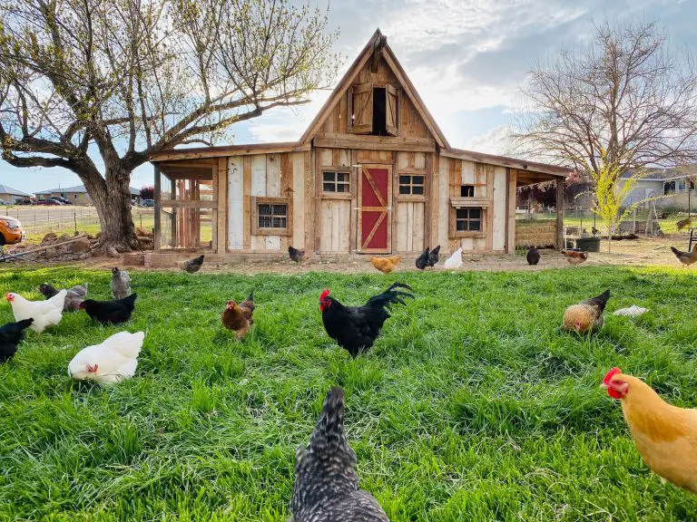 Is It Legal to Keep Chickens in a Residential Area? A Comprehensive Guide.
