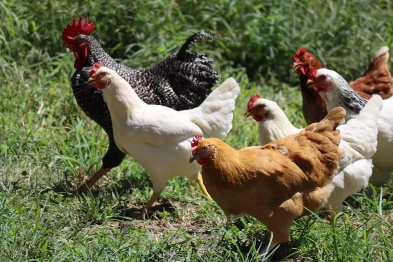 How to Keep Free-Range Chickens from Running Off: Tips and Tricks.