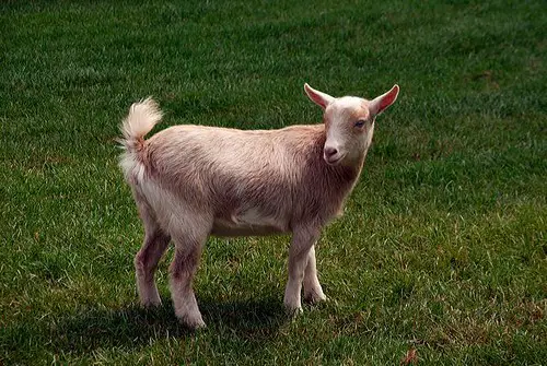 Nigerian Dwarf Goats as Dairy Goats: What You Need to Know.