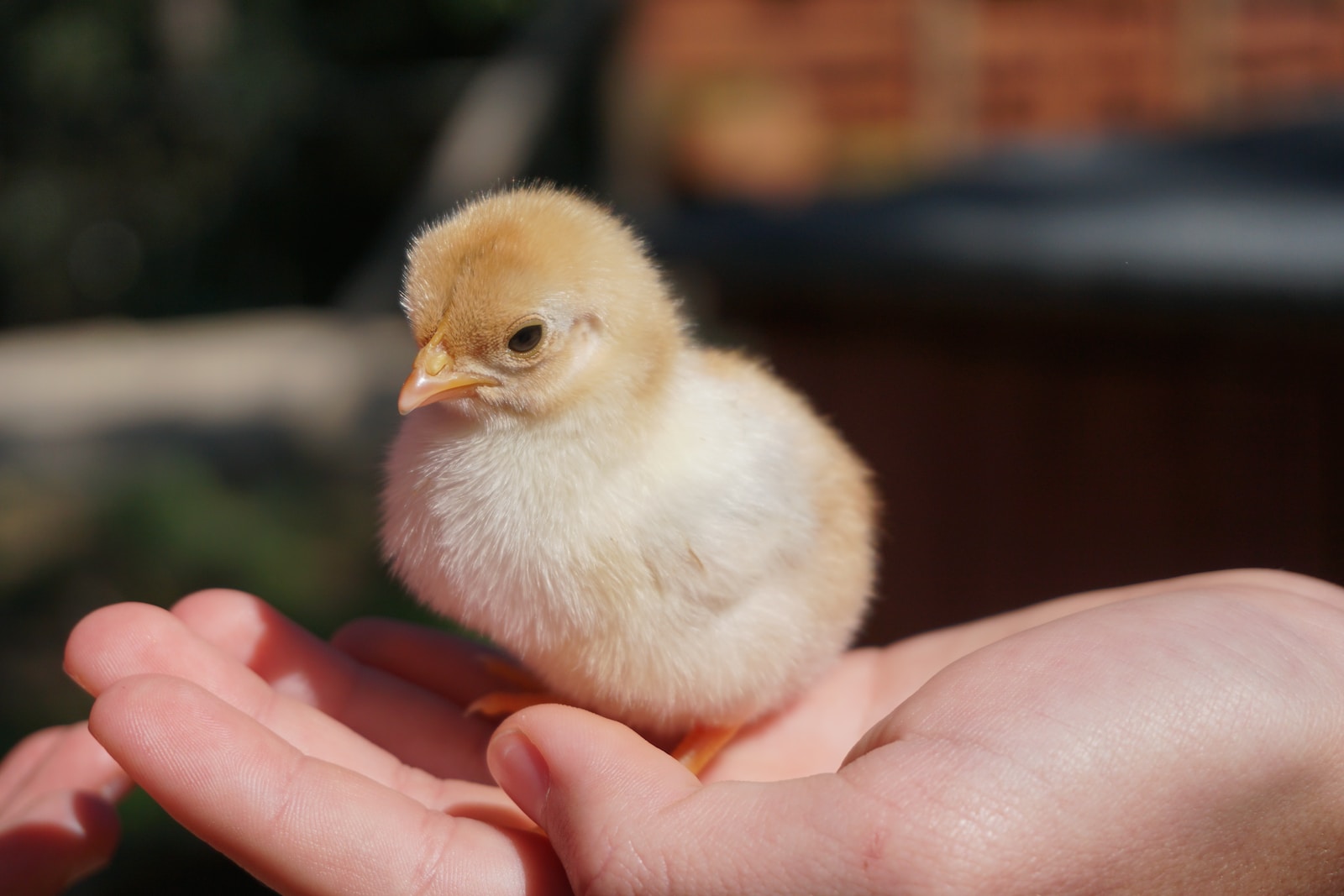 Buying Chicks: Breeder Vs Farm Supply Store