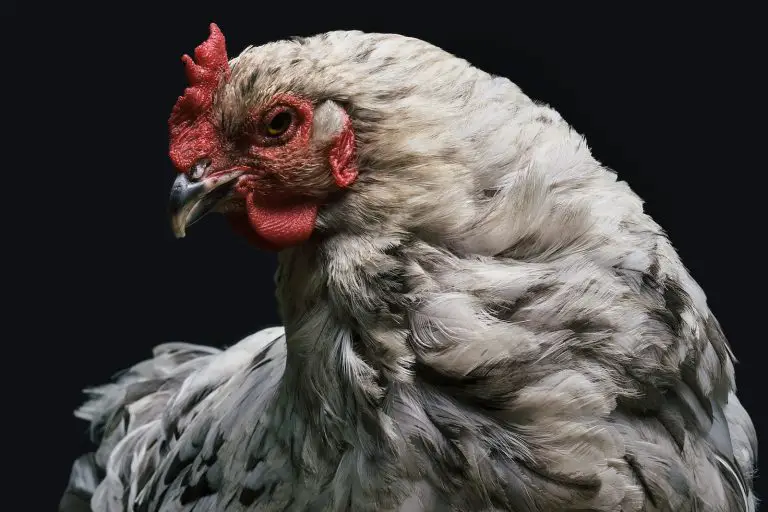 Understanding Shivering in Chickens: Causes, Treatment, and Prevention