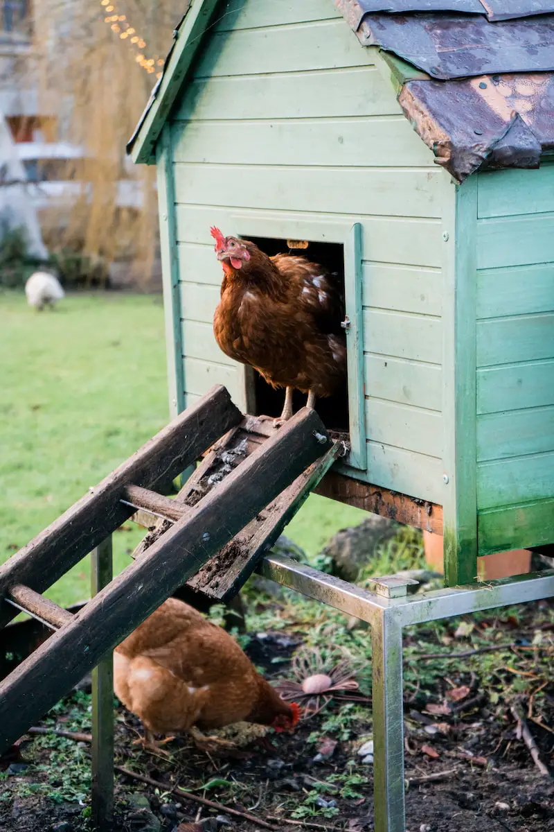 How Often Should You Clean Your Chicken Coop?
