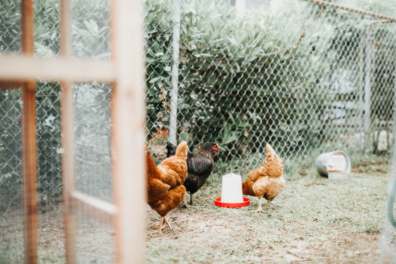 Essential Components Of A Chicken Run
