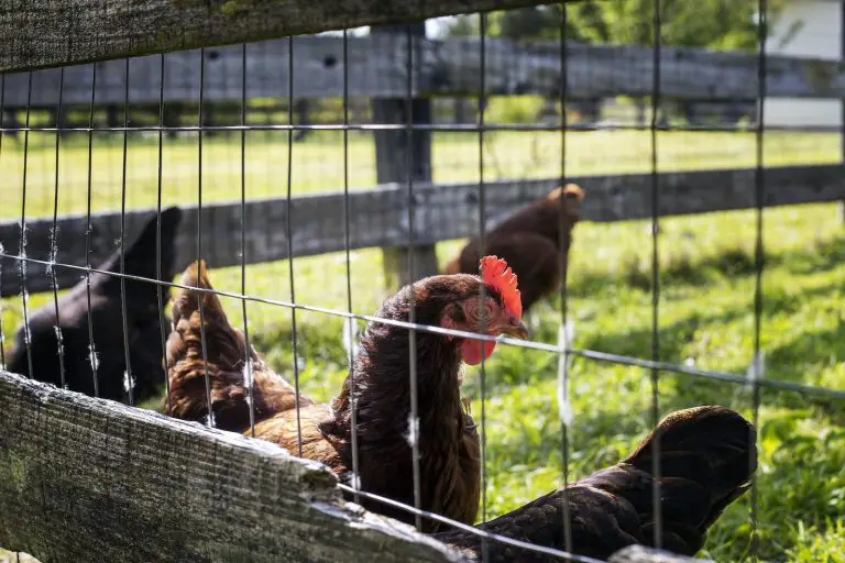 Predator-Proofing Your Chicken Run: Alternatives to Chicken Wire