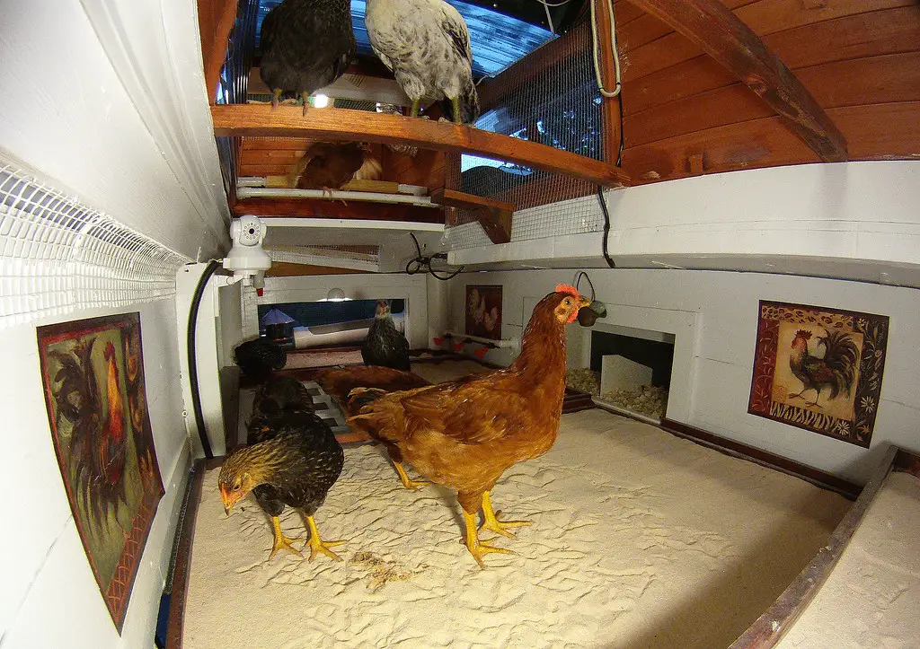 Flooring For Chicken Coop: Choosing The Best Option