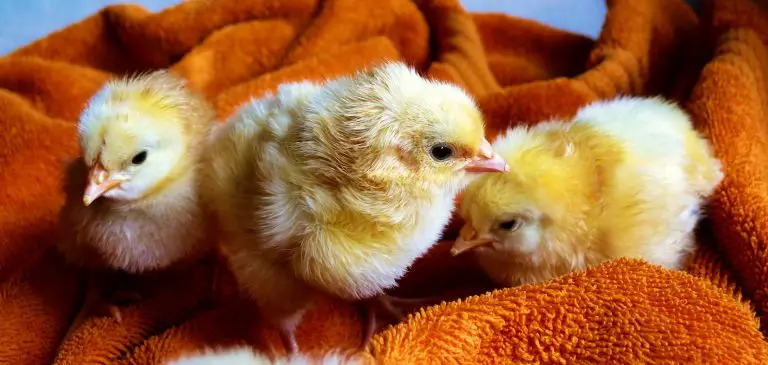 The Ultimate Guide to When Newly Hatched Chicks Should Start Eating and Drinking.