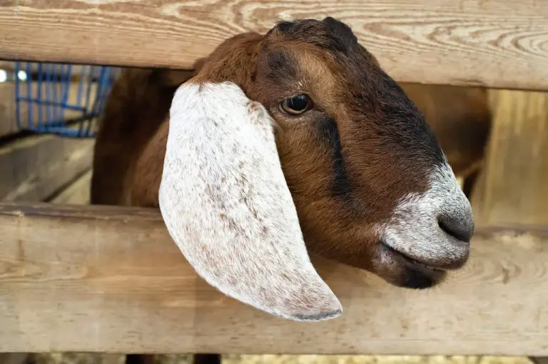 Can Nubian Goats Handle Cold Weather? Tips for Raising Them in a Chilly Climate.