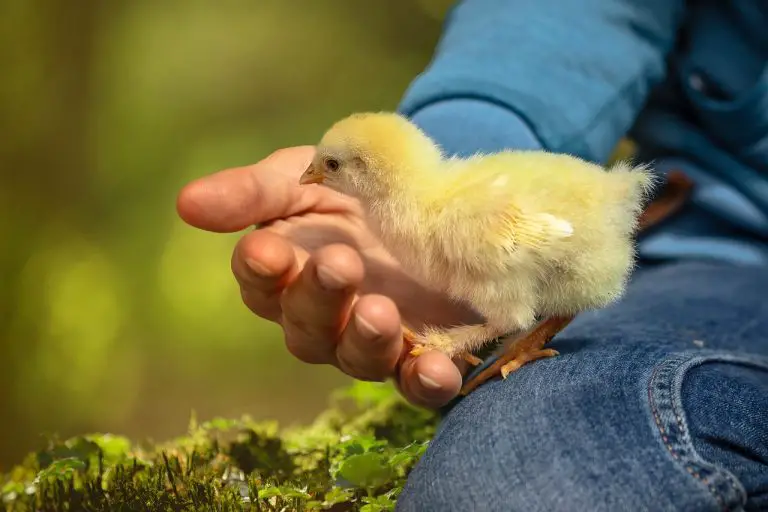 How to Care for New Chicks: Round-the-Clock Food and Water Guide.