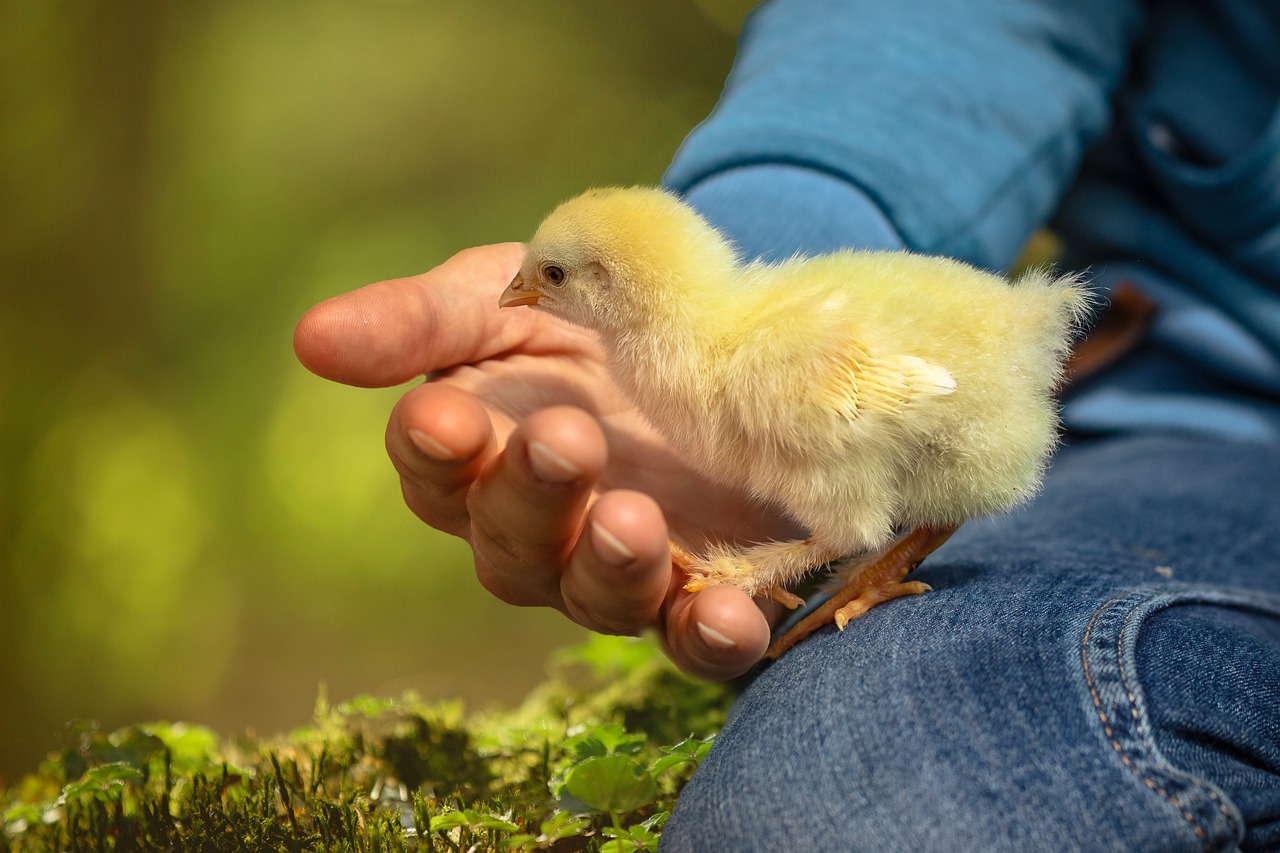 How to Care for New Chicks: Round-the-Clock Food and Water Guide