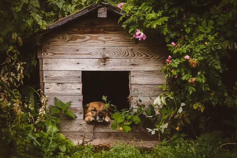From Dog Kennel to Chicken Coop: How to Modify Your Existing Structure.