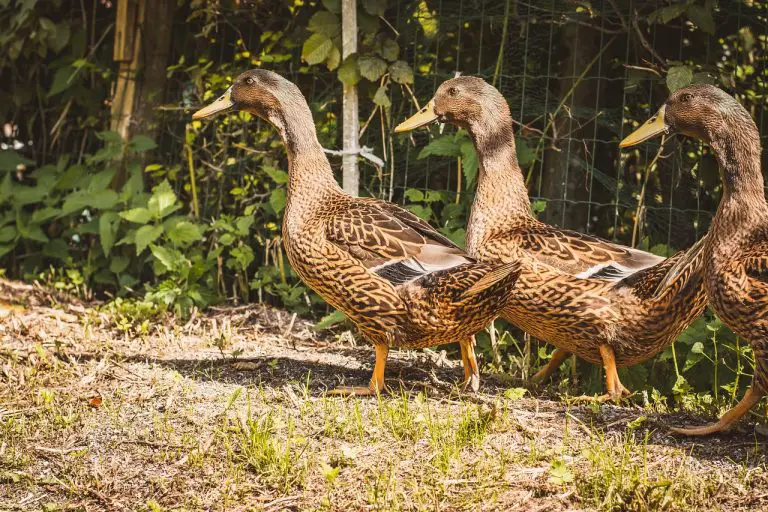When Do Rouen Ducks Lay Eggs: A Guide to Their Egg-Laying Cycle.