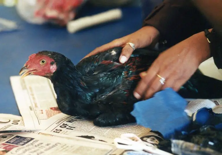 How Much Does It Cost to Take Your Chicken to the Vet?