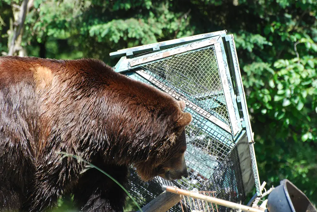 Bear-Proofing Your Chicken Coop: Effective Methods To Keep Your Flock ...