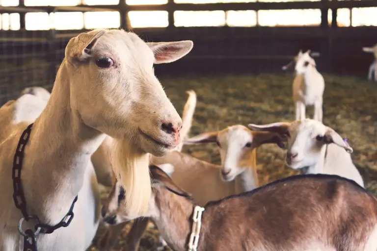 Best Breeds of Dairy Goats for Milk Production: A Farmer’s Guide