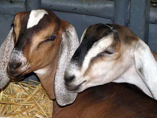 How Much Do Nubian Goats Cost?