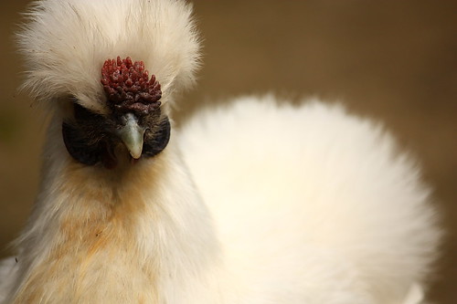 Are Brown-Tipped Feathers A Sign Of A Rooster In Silkies?