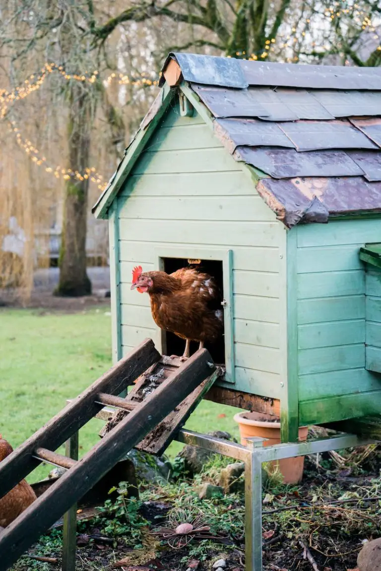Free Chicken Coop Plans: Your Guide to Building a Cozy Home for Your Chickens