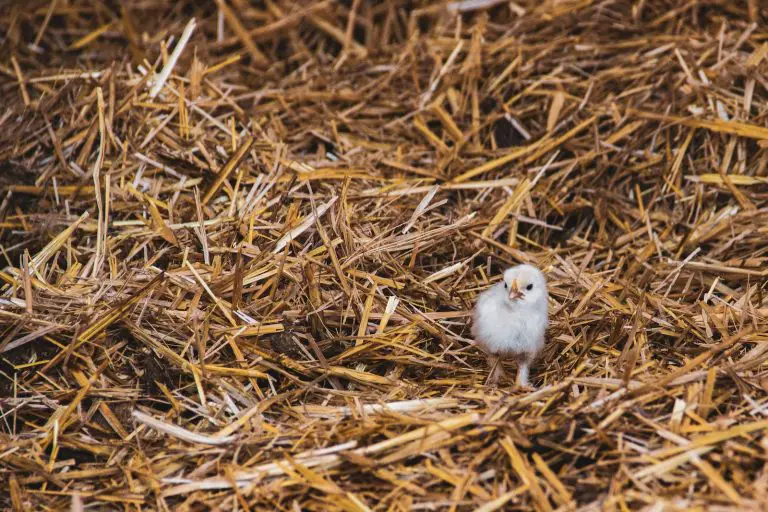 The Benefits and Considerations of Using Hay for Your Chicken Coop.